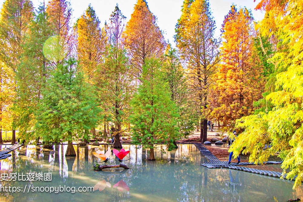 台中景點,后里景點,落羽松