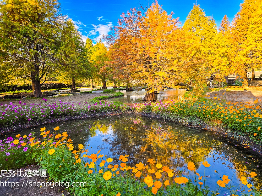 台中景點,后里景點,落羽松