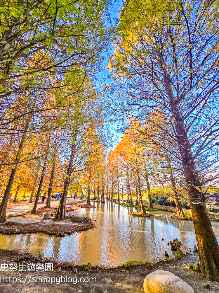 台中景點,后里景點,落羽松