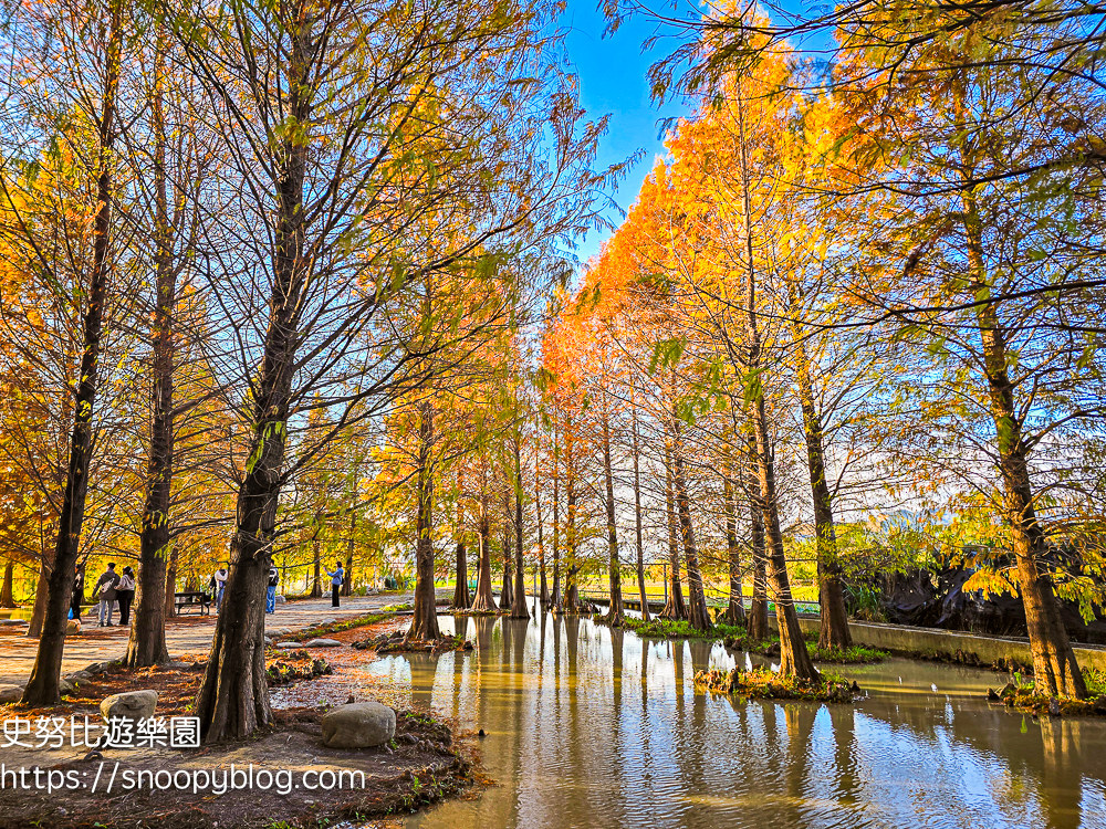 台中景點,后里景點,落羽松