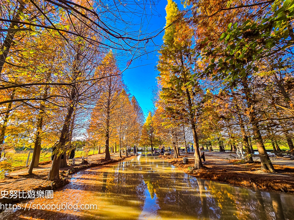 台中景點,后里景點,落羽松