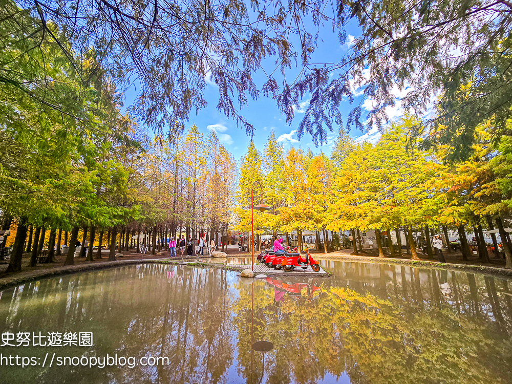 台中景點,后里景點,落羽松