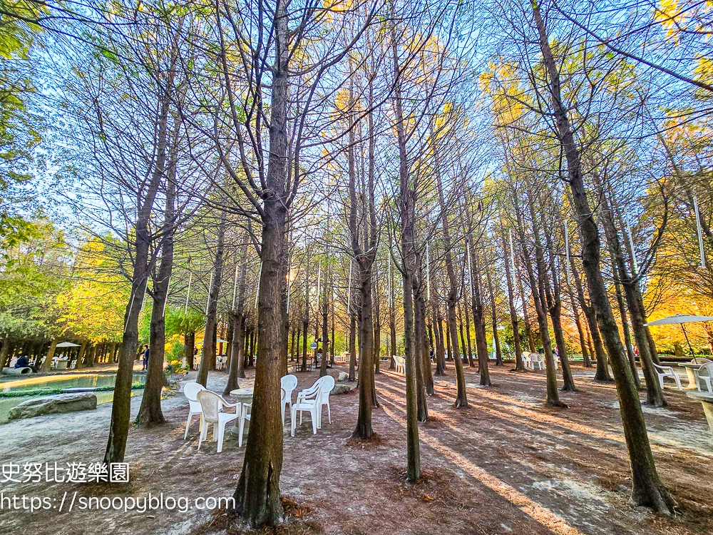 台中景點,后里景點,落羽松
