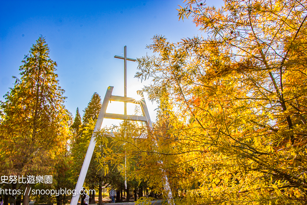 台中景點,后里景點,落羽松