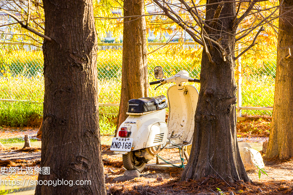 台中景點,后里景點,落羽松