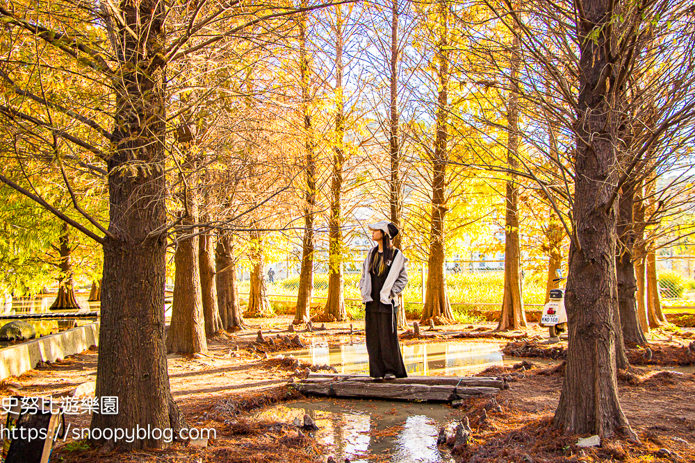 台中景點,后里景點,落羽松