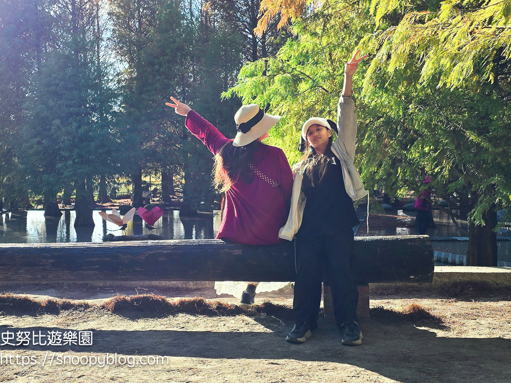 台中景點,后里景點,落羽松