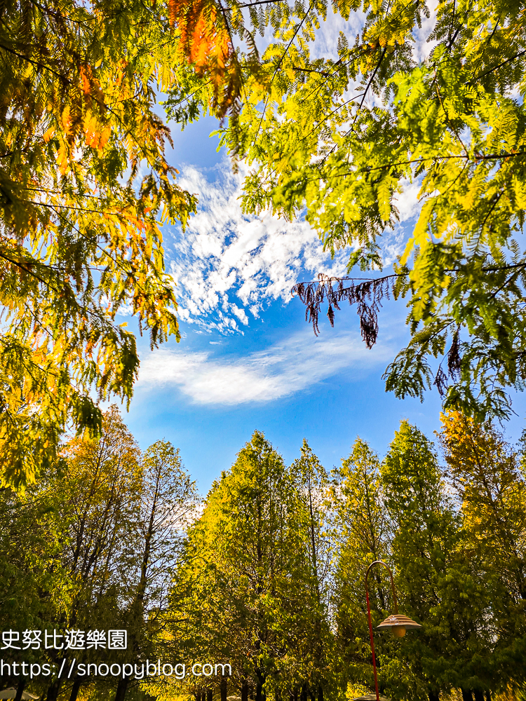 台中景點,后里景點,落羽松