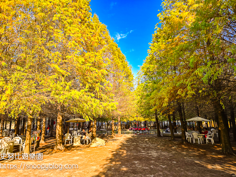 台中景點,后里景點,落羽松