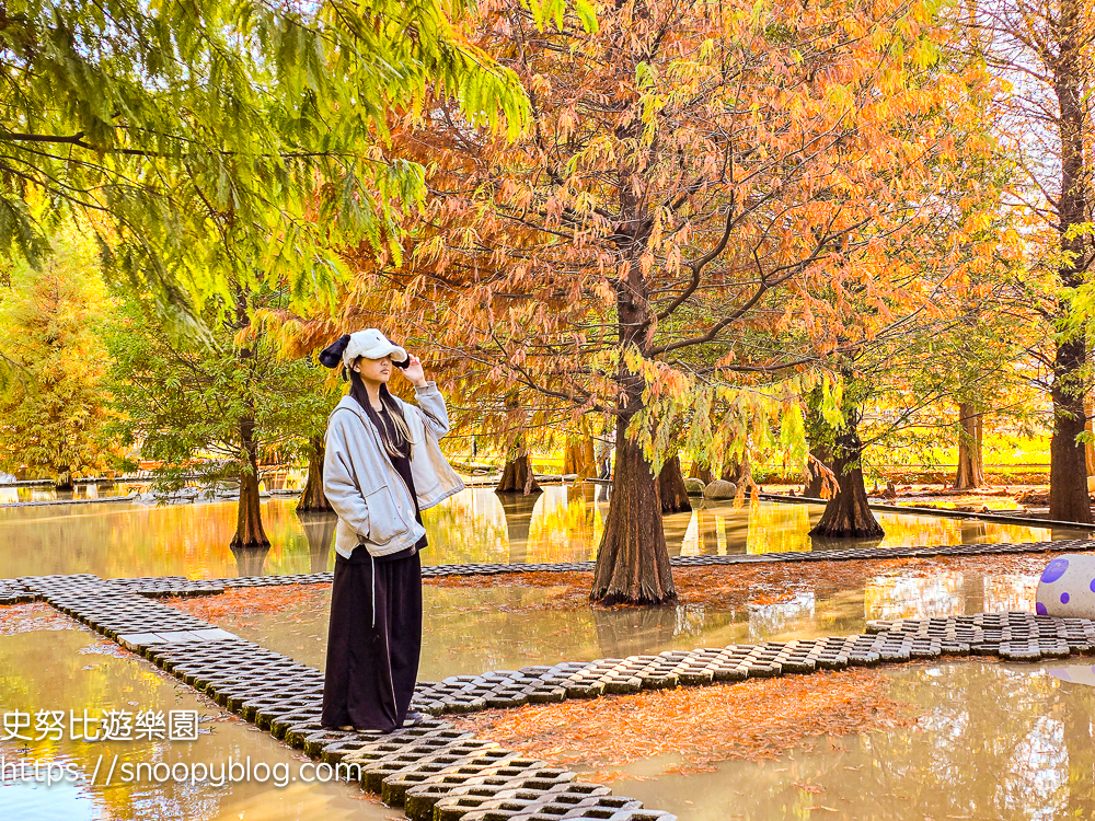 台中景點,后里景點,落羽松