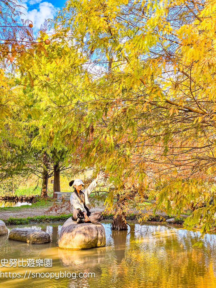 台中景點,后里景點,落羽松