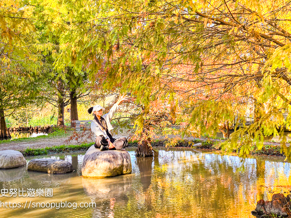 台中景點,后里景點,落羽松