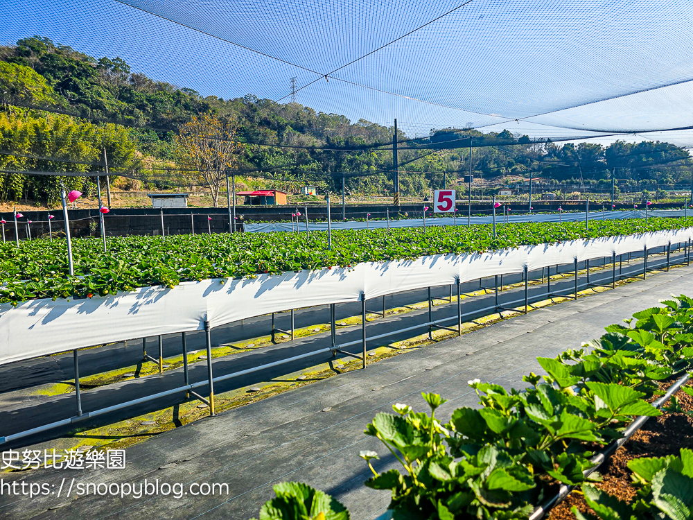 大湖採草莓,大湖景點,採草莓,苗栗親子景點