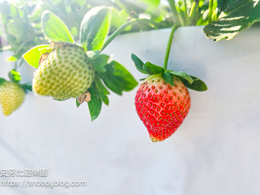 大湖採草莓,大湖景點,採草莓,苗栗親子景點