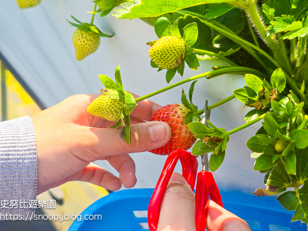 大湖採草莓,大湖景點,採草莓,苗栗親子景點