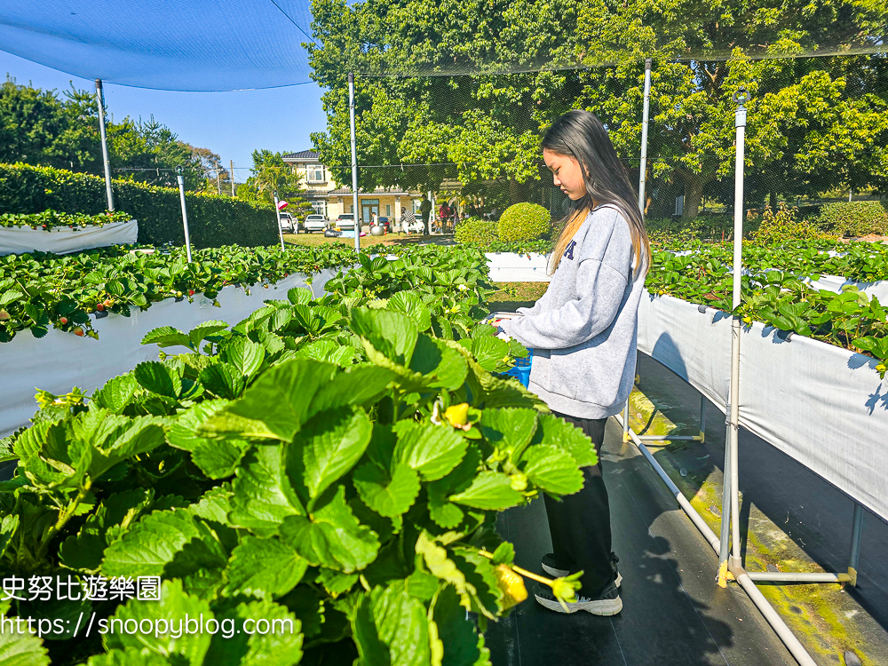 大湖採草莓,大湖景點,採草莓,苗栗親子景點