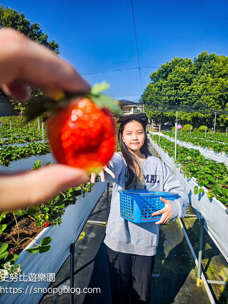 大湖採草莓,大湖景點,採草莓,苗栗親子景點