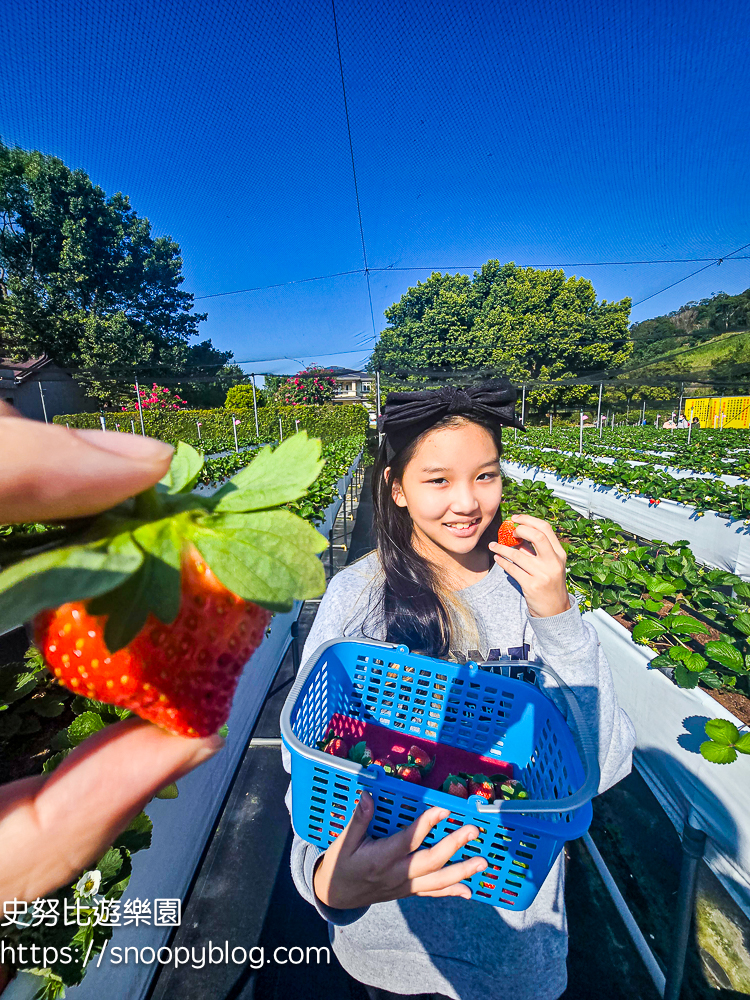 大湖採草莓,大湖景點,採草莓,苗栗親子景點