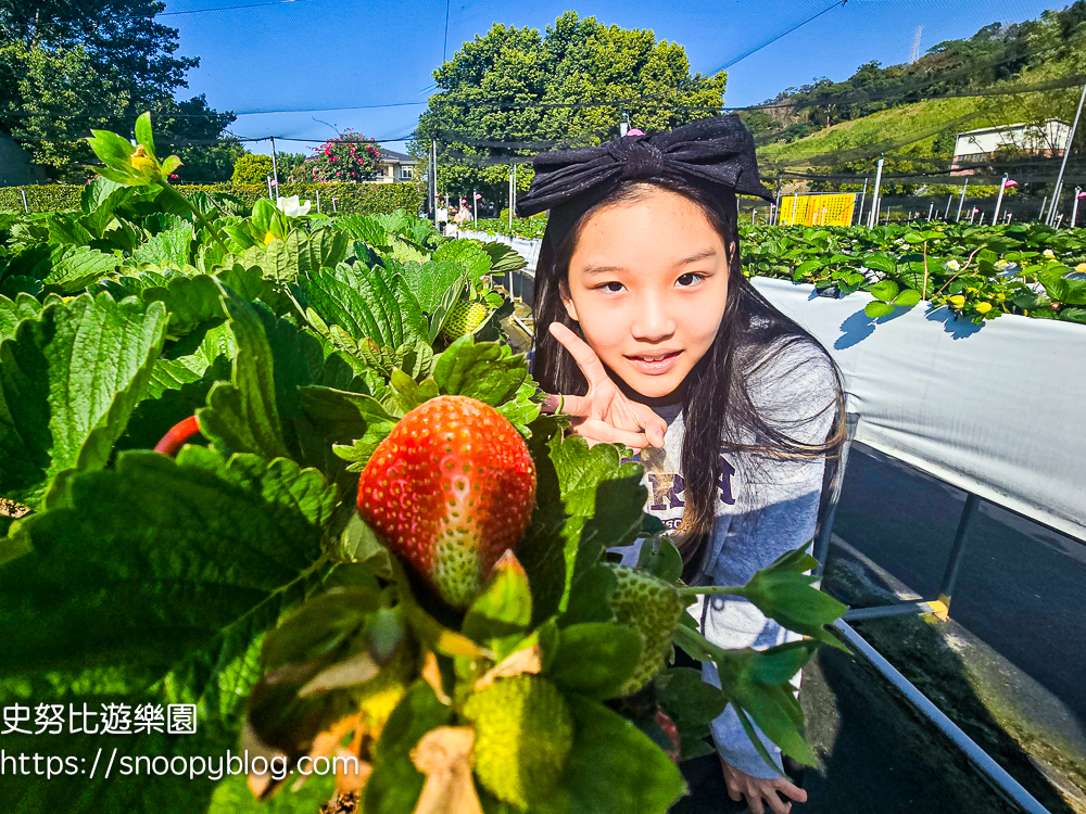 大湖採草莓,大湖景點,採草莓,苗栗親子景點