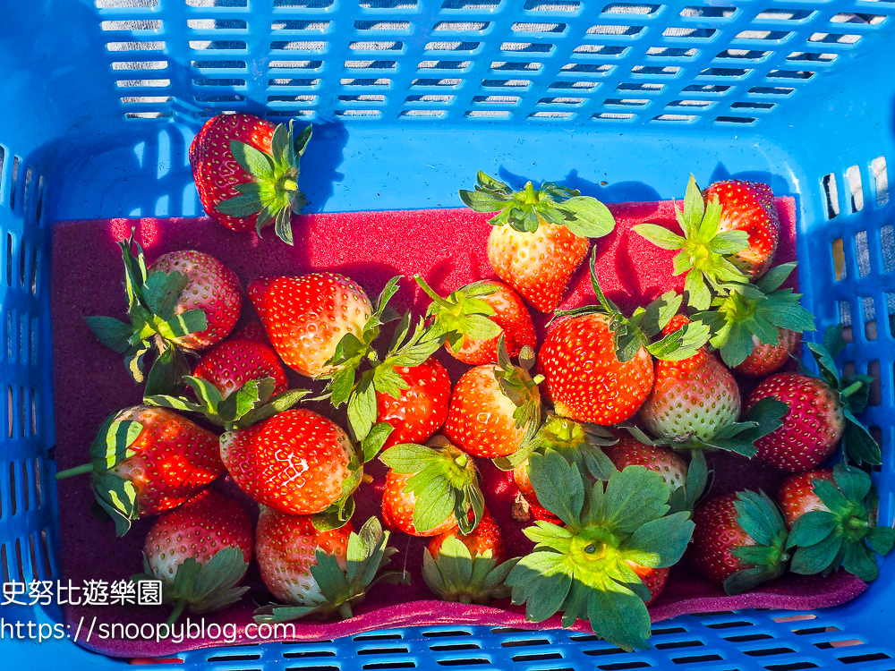 大湖採草莓,大湖景點,採草莓,苗栗親子景點
