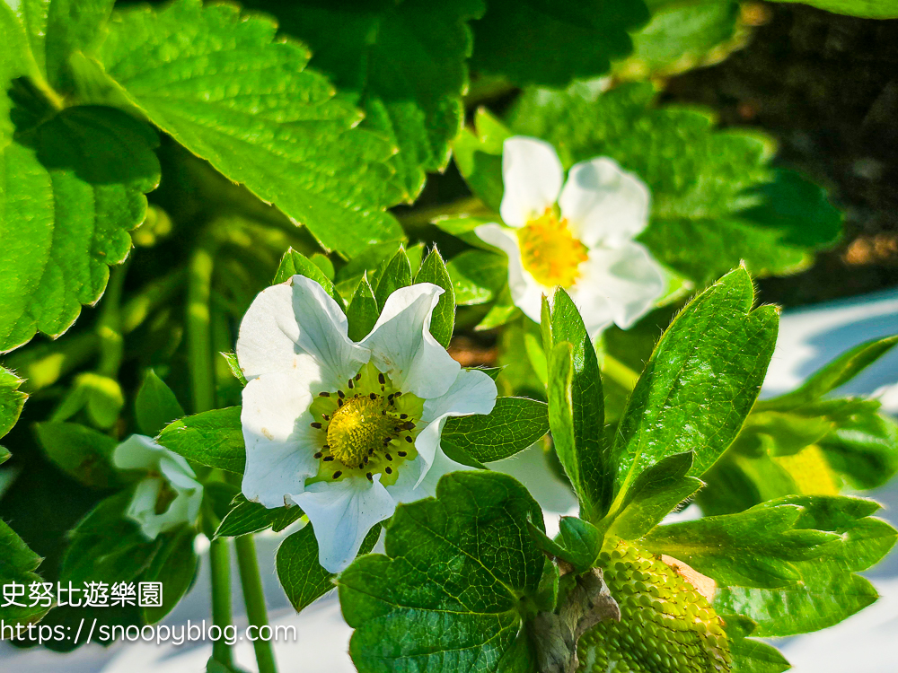 大湖採草莓,大湖景點,採草莓,苗栗親子景點