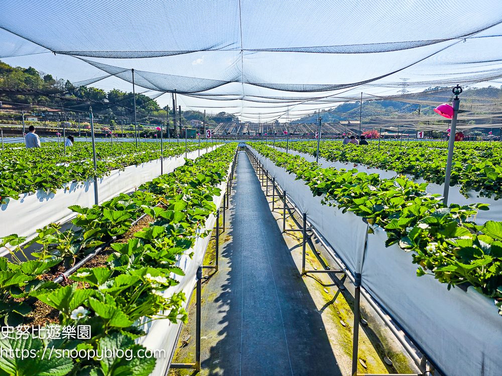 大湖採草莓,大湖景點,採草莓,苗栗親子景點