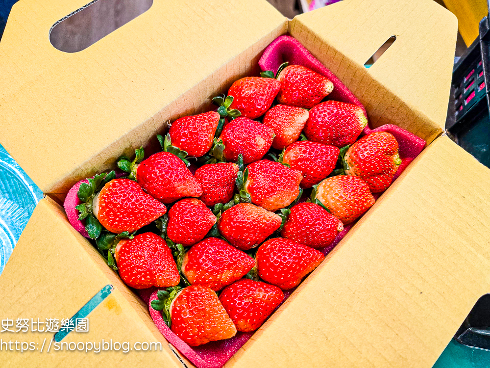 大湖採草莓,大湖景點,採草莓,苗栗親子景點