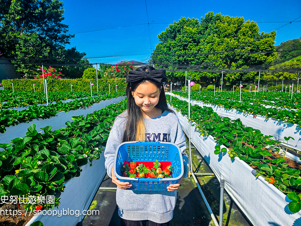 大湖採草莓,大湖景點,採草莓,苗栗親子景點