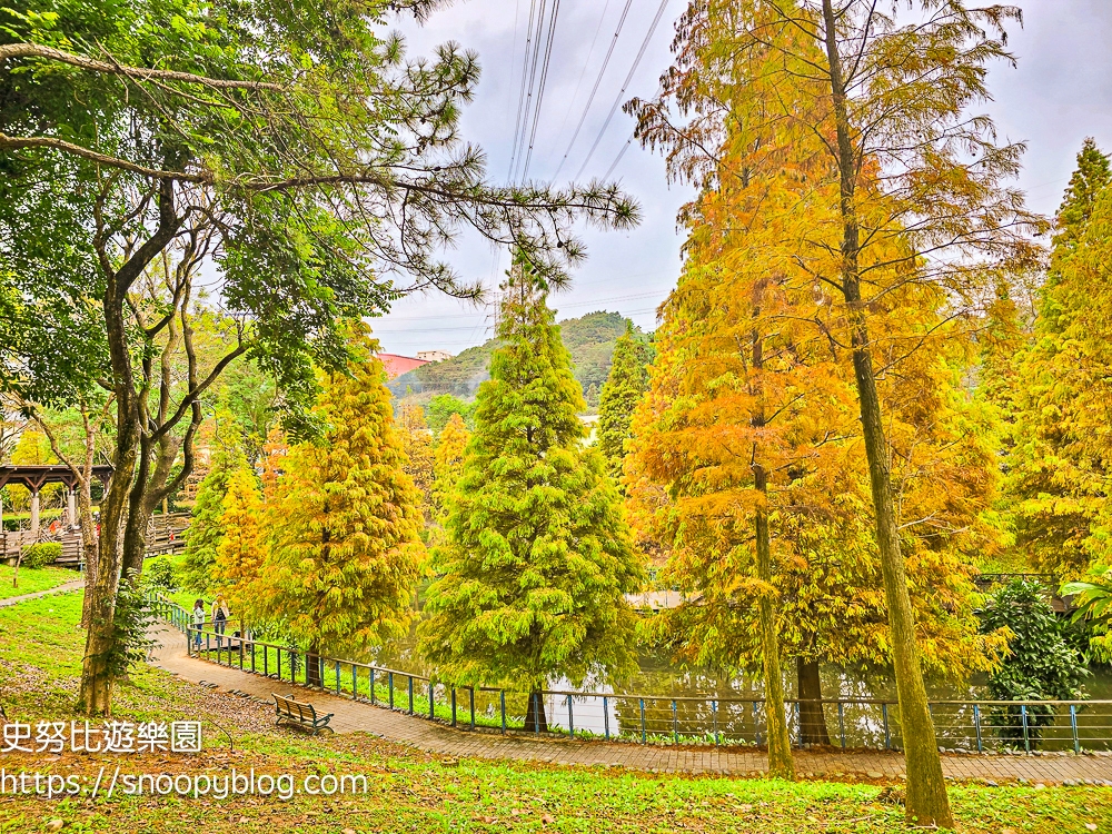 桃園景點,桃園賞花,落羽松,龜山景點