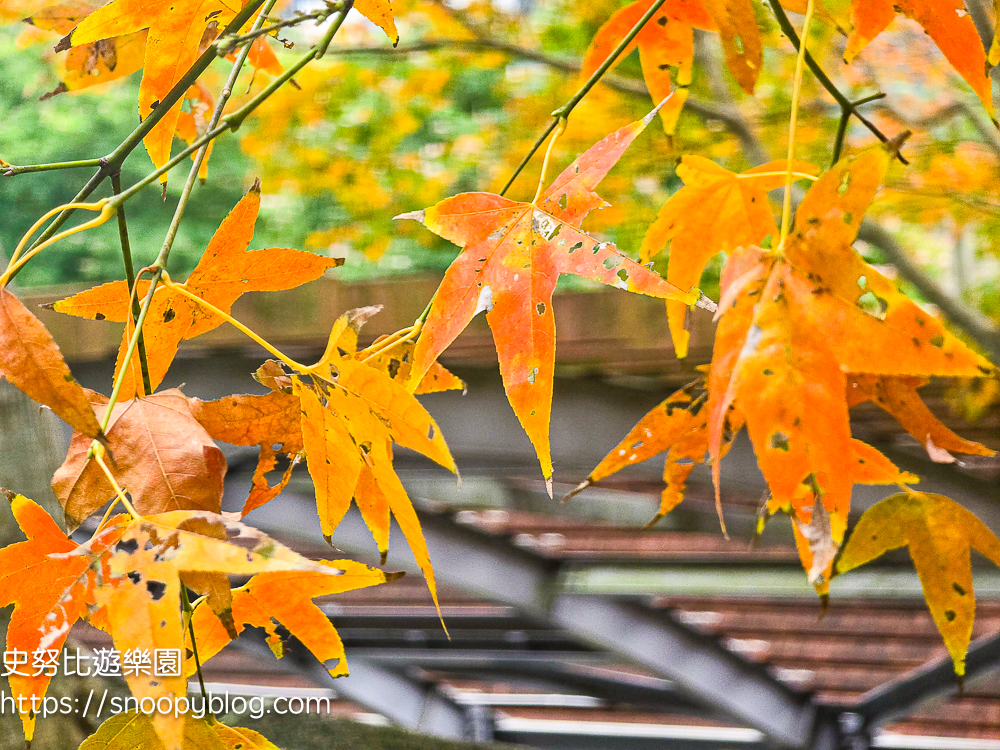 桃園景點,桃園賞花,落羽松,龜山景點