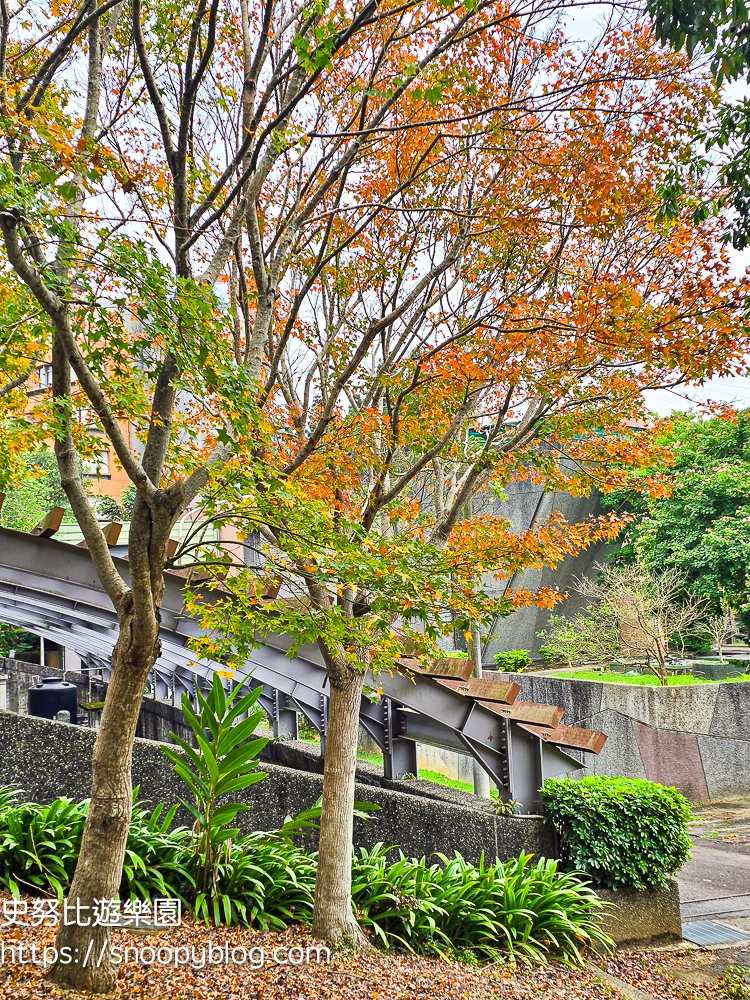 桃園景點,桃園賞花,落羽松,龜山景點