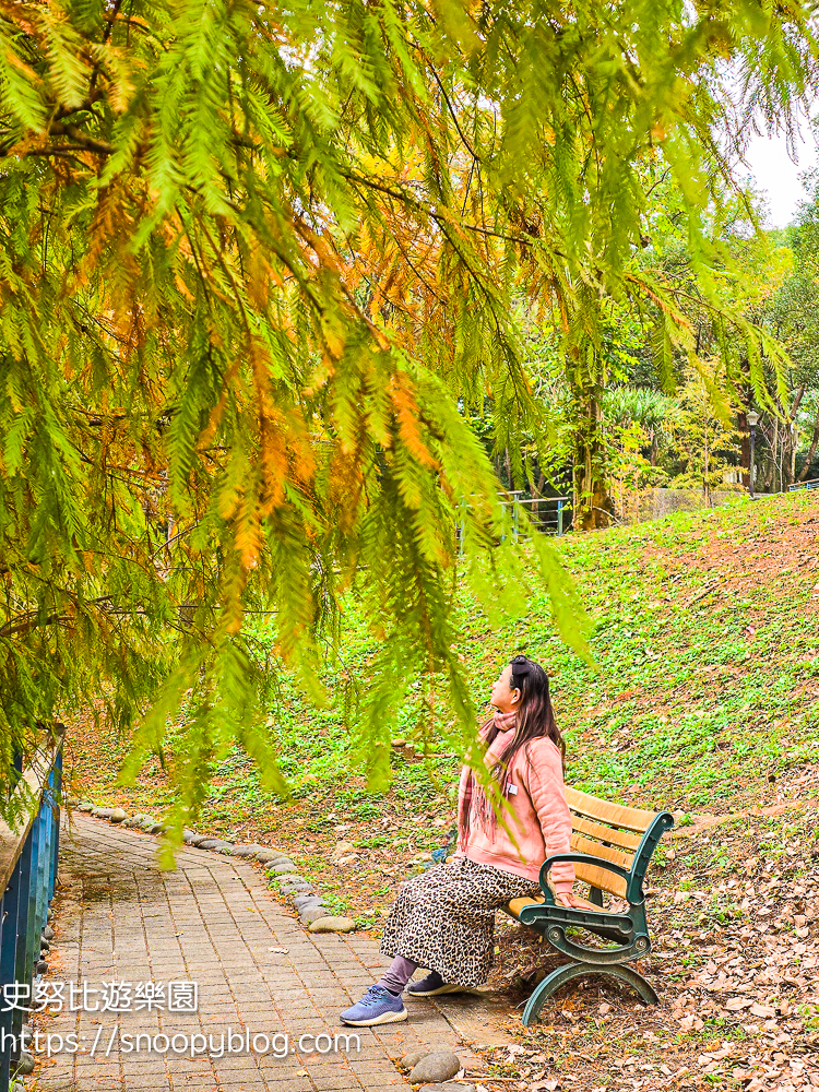 桃園景點,桃園賞花,落羽松,龜山景點