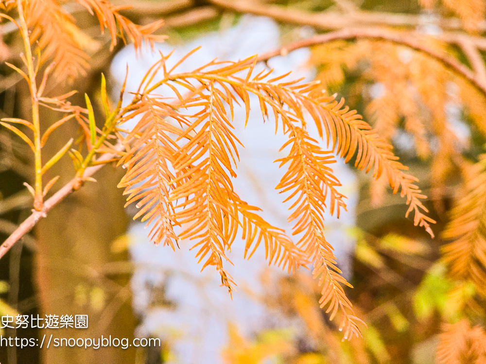 桃園景點,桃園賞花,落羽松,龜山景點