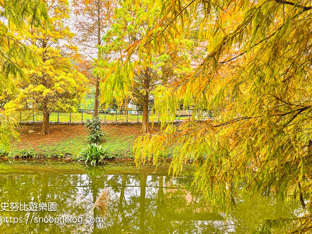 桃園景點,桃園賞花,落羽松,龜山景點