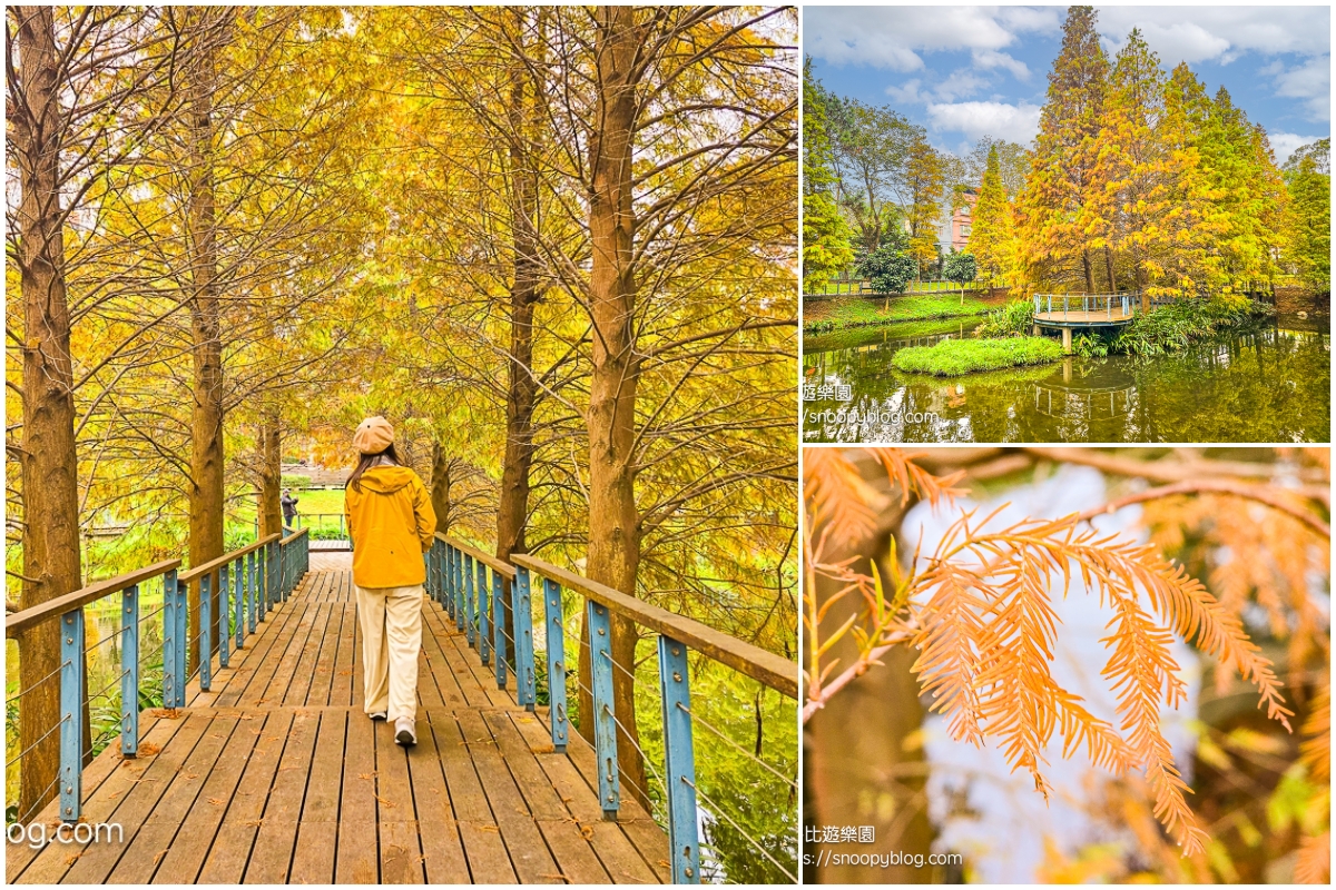 桃園景點,桃園賞花,落羽松,龜山景點
