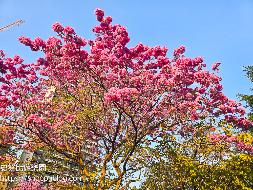 台中北屯景點,台中特色公園,台中親子景點,台中賞花景點