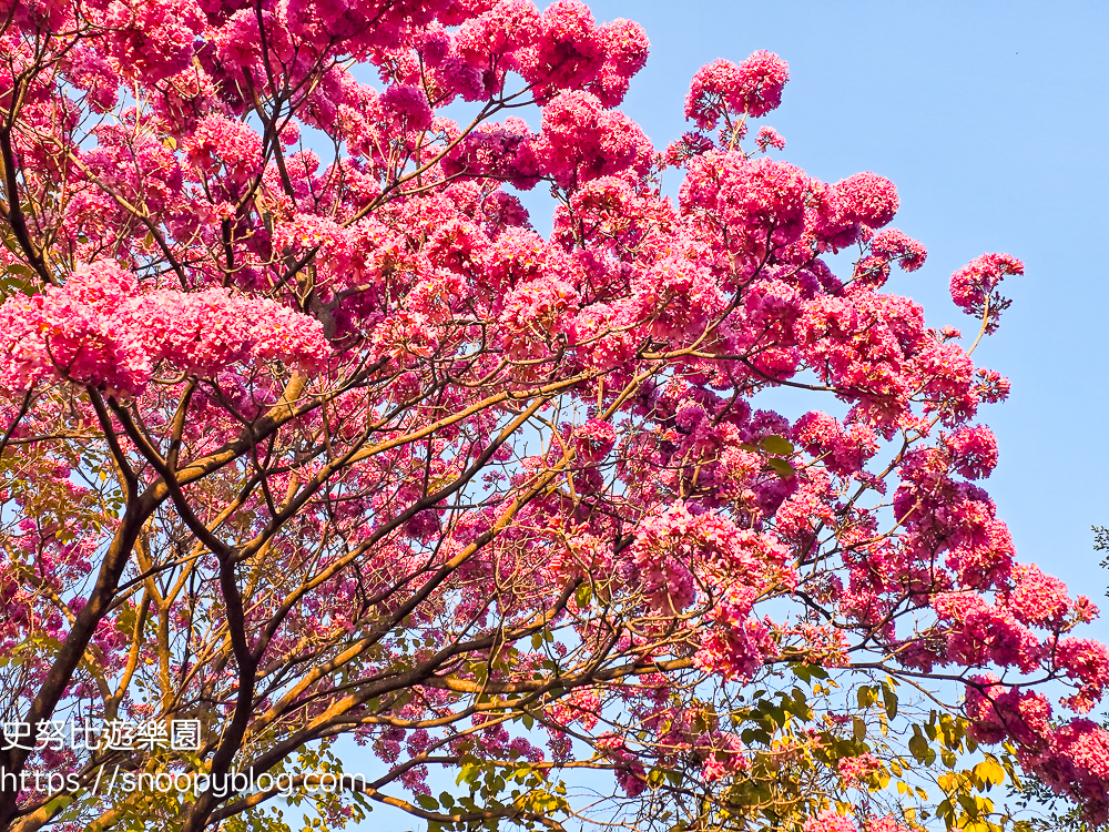 台中北屯景點,台中特色公園,台中親子景點,台中賞花景點