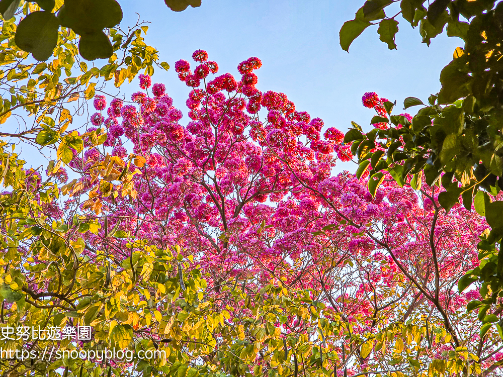 台中北屯景點,台中特色公園,台中親子景點,台中賞花景點
