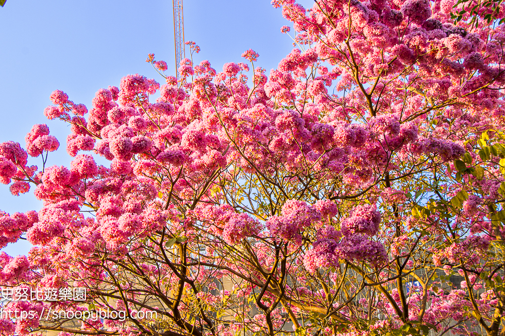 台中北屯景點,台中特色公園,台中親子景點,台中賞花景點