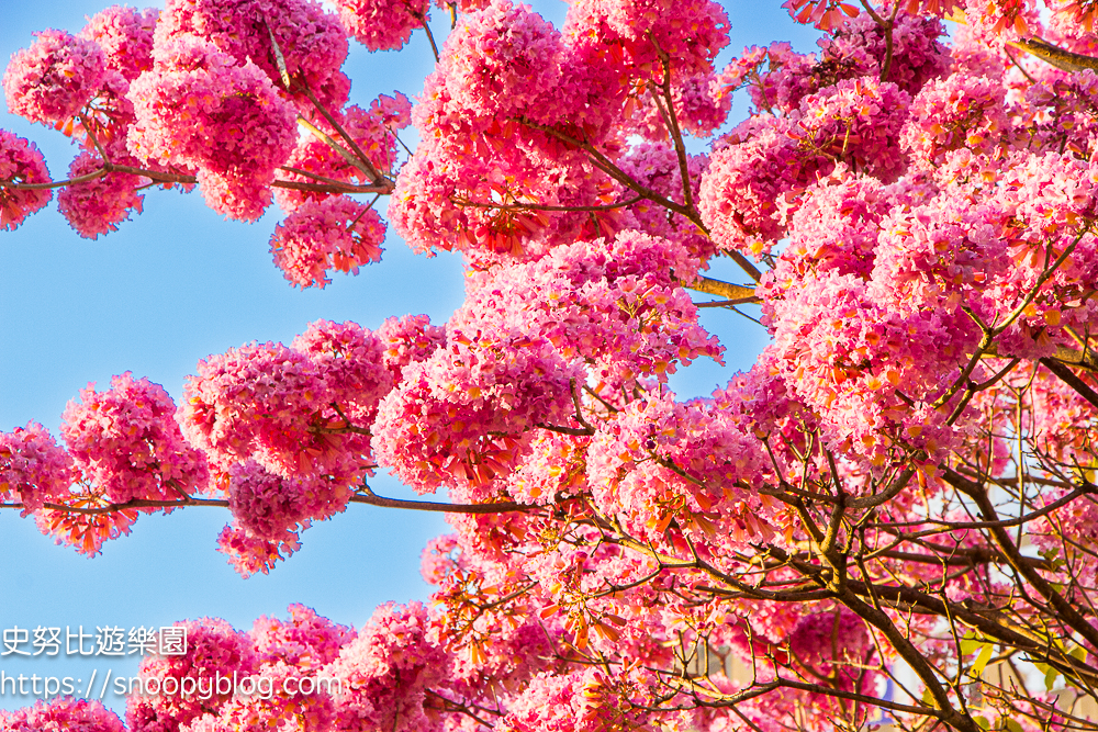 台中北屯景點,台中特色公園,台中親子景點,台中賞花景點