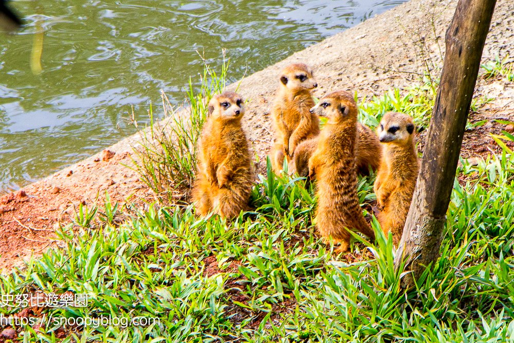 新竹親子飯店,新竹飯店推薦,關西住宿