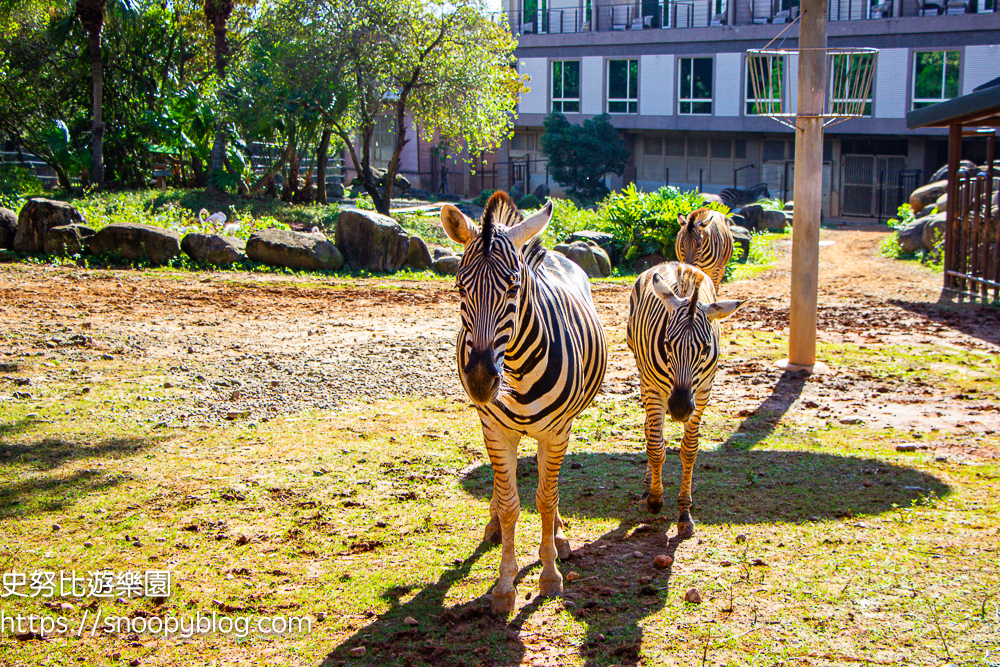 新竹親子飯店,新竹飯店推薦,關西住宿