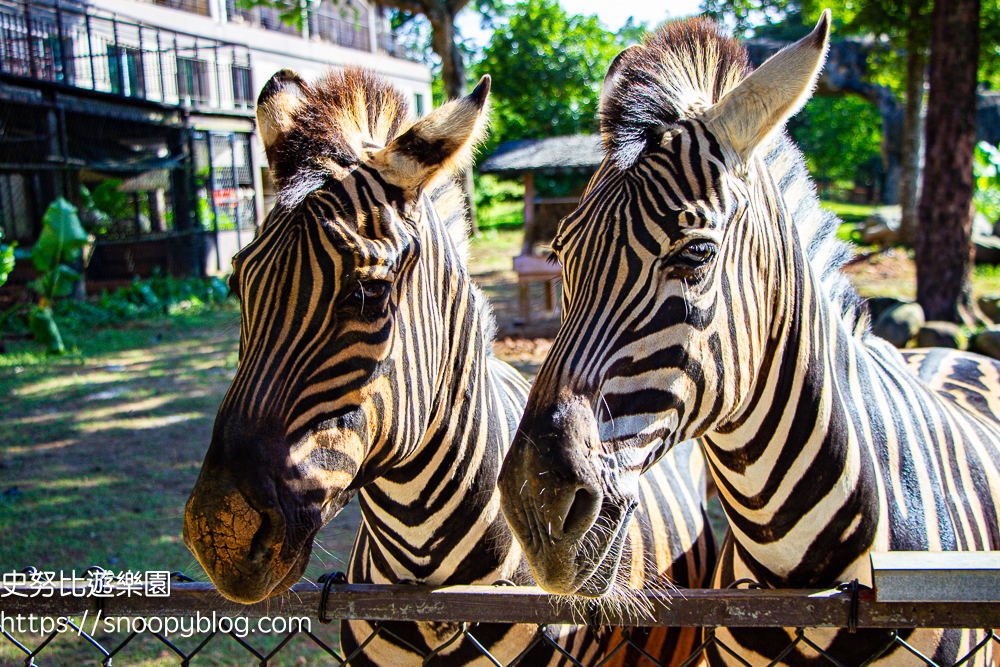 新竹親子飯店,新竹飯店推薦,關西住宿