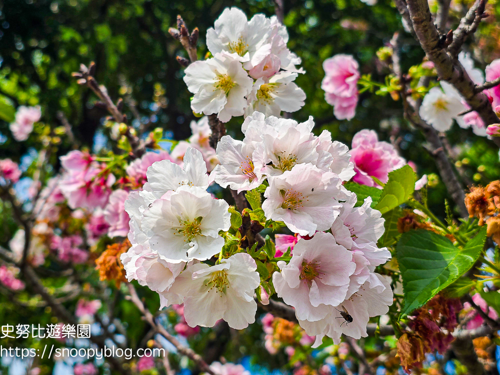 桃園八德景點,桃園景點,桃園櫻花