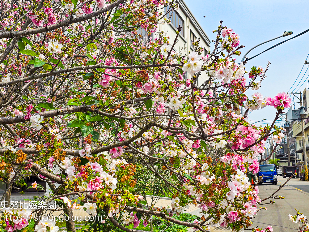 桃園八德景點,桃園景點,桃園櫻花