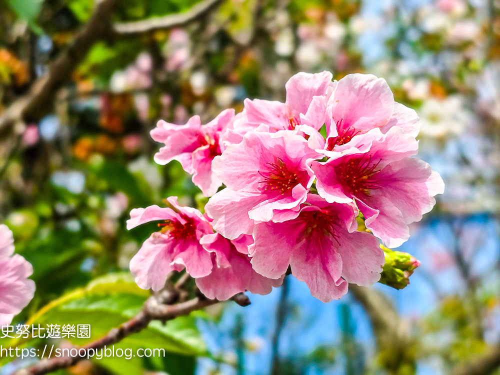 桃園八德景點,桃園景點,桃園櫻花