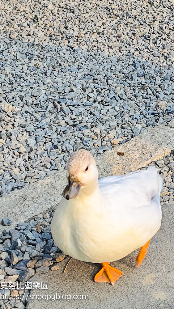 南投景點,另類寵物餐廳,埔里咖啡館,埔里景點