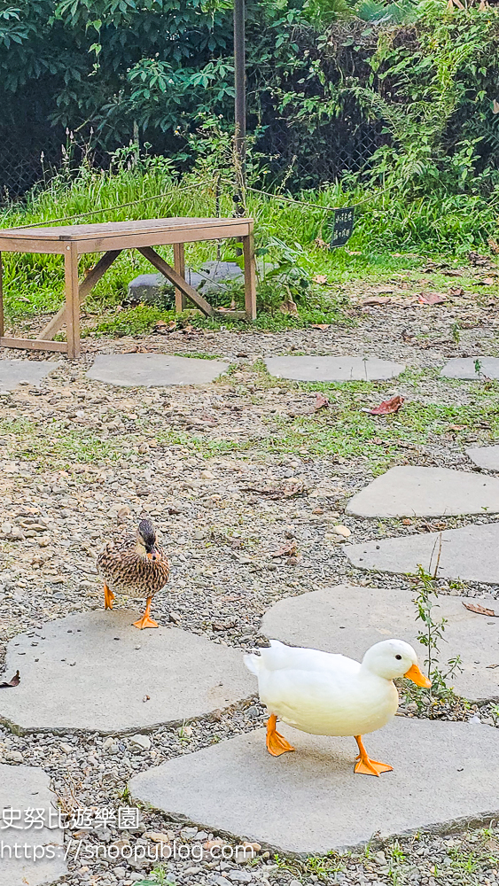 南投景點,另類寵物餐廳,埔里咖啡館,埔里景點