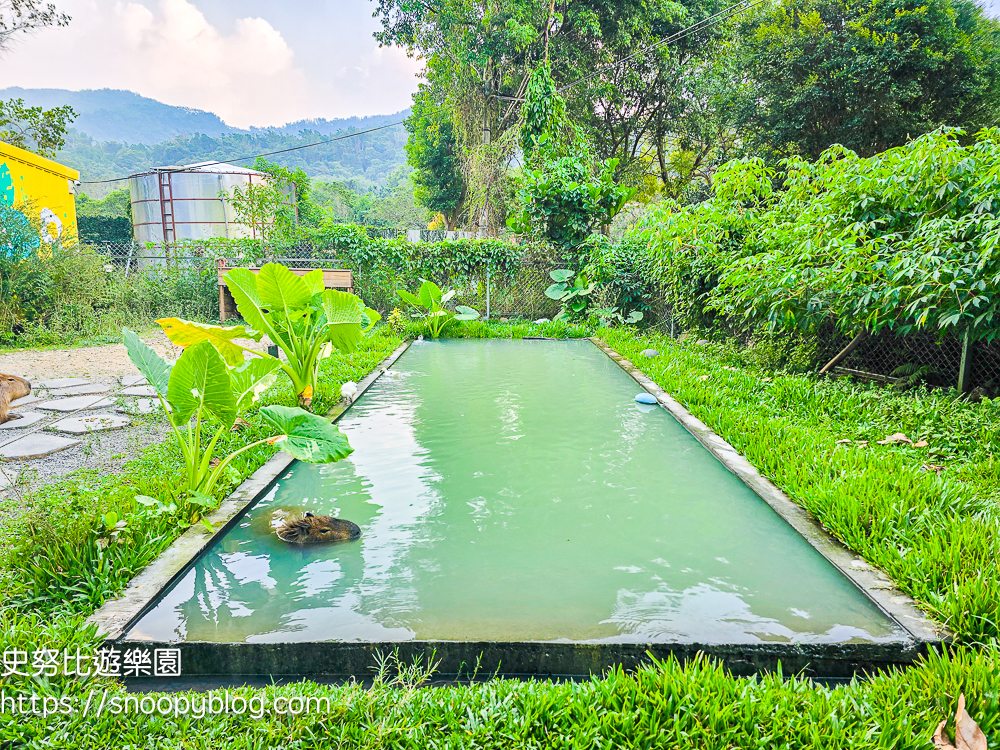 南投景點,另類寵物餐廳,埔里咖啡館,埔里景點