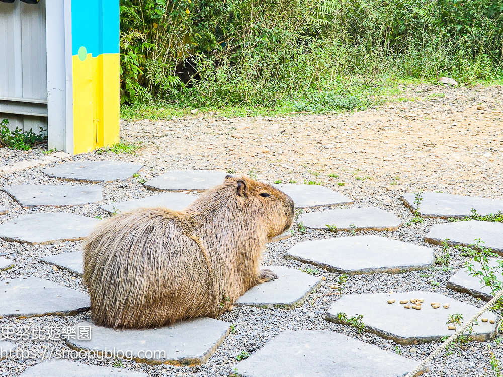 南投景點,另類寵物餐廳,埔里咖啡館,埔里景點